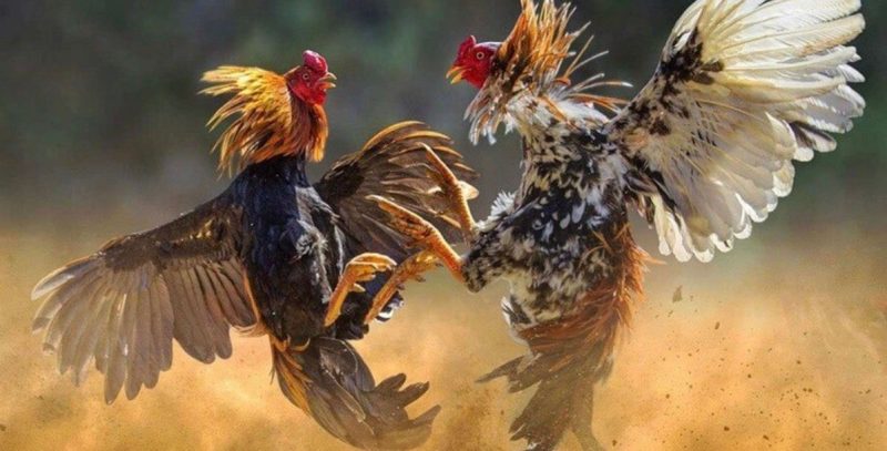 Đá Gà Lode88: Nơi Hội Tụ Đam Mê Cùng Nhiều Cơ Hội Thắng Lớn Những lợi ích khi tham gia đá gà tại Lode88