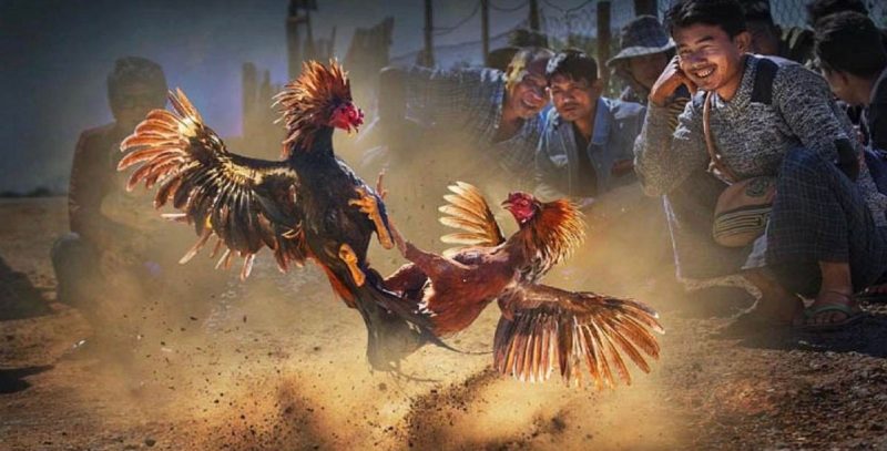 Đá Gà Lode88: Nơi Hội Tụ Đam Mê Cùng Nhiều Cơ Hội Thắng Lớn Tìm hiểu về cược đá gà tại Lode88